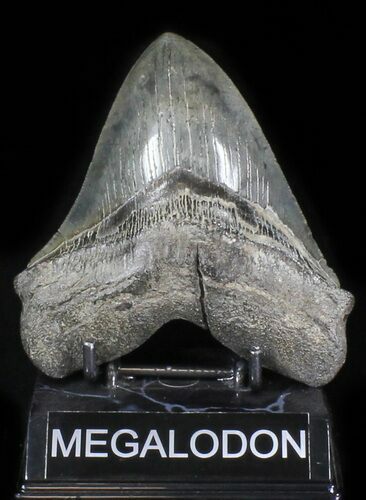 Megalodon Tooth - Morgan River, SC #30059